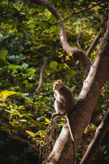 Balinese Macaque Resting in a Tropical Jungle – Sacred Monkey Forest Sanctuary