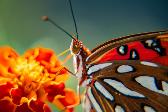 Gulf Fritillary