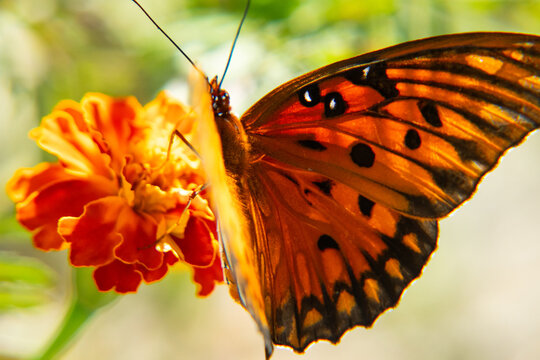 butterfly on flower
