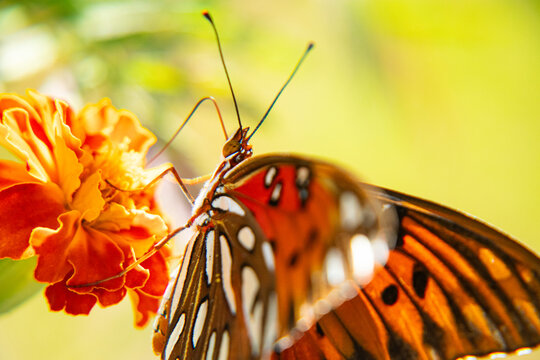 Gulf Fritillary