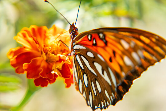 Gulf Fritillary on flower
