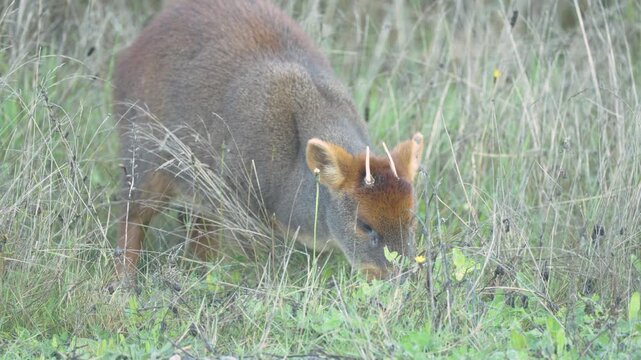 Wild Pudu Grazing in the Grass