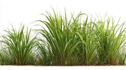 Vetiver Grass Isolated on White Background for Design Projects