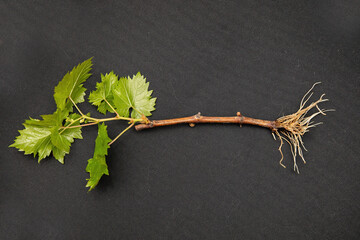 Young seedlings with vine roots before planting in the ground. © Studiomiracle