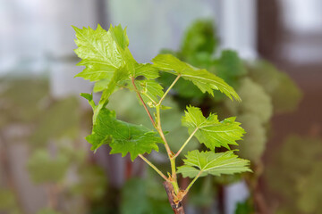 Young vine seedlings in pots in spring.