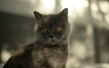 Close-up portrait of a grey cat with striking amber eyes, sitting indoors against a softly blurred background with warm lighting. The cat looks directly into the camera with a calm expression.