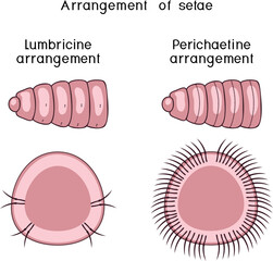 Scheme of arrangement (lumbricine and perichaetine) of setae of oligochaetes for biology lessons