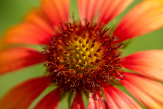 Indian Blanket, Gaillardia pulchella, Lithonia, Ga