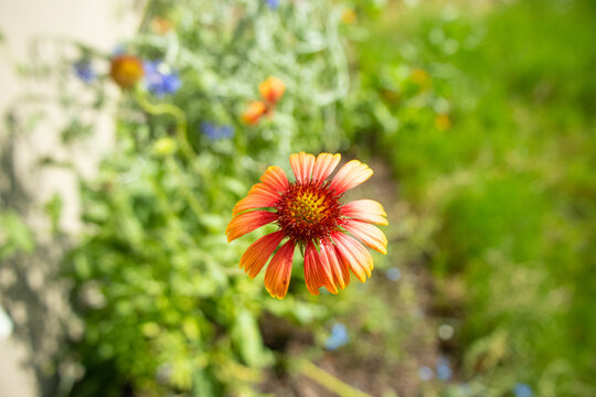 Indian Blanket, Gaillardia pulchella, Lithonia, Ga
