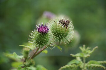 Arctium lappa, greater burdock, beggar's buttons, thorny burr, happy major, dziad, plant, weed, purple flower, uk