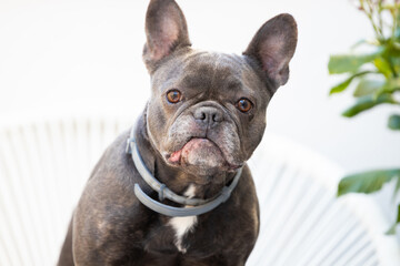 portrait of a mini French bulldog dog