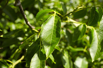Walnut tree leaves in bright sunlight, showcasing vibrant green foliage, intricate textures, and natural beauty, creating a serene and peaceful atmosphere in the garden