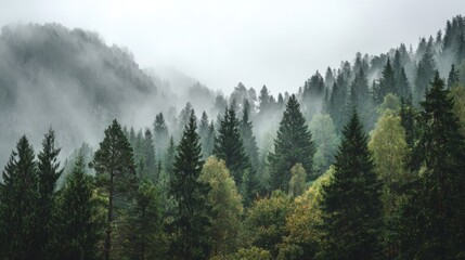 The misty forest features tall trees in various greens, creating a tranquil scene with distant mountains partially hidden by fog, showcasing nature's beauty.