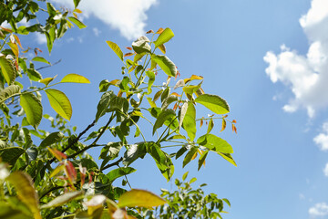 Walnut tree branches with vibrant green leaves against a bright blue sky, showcasing the beauty of nature and the vitality of plant life in a serene outdoor environment