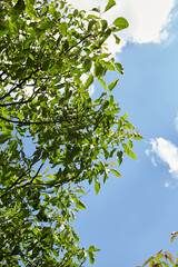 Walnut tree branches with lush green leaves against a bright blue sky, showcasing vibrant foliage and natural beauty in a serene outdoor environment