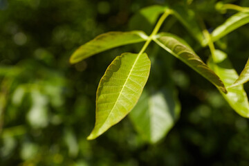 Walnut tree leaves showcasing vibrant green hues and intricate vein patterns, surrounded by a blurred natural background, emphasizing the beauty of foliage in sunlight