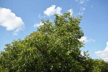 Walnut tree with lush green foliage under a bright blue sky, showcasing vibrant leaves and a natural environment, symbolizing growth and vitality in nature