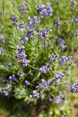 Fototapeta premium Lavender flowers in full bloom with vibrant purple petals and lush green foliage, creating a serene garden atmosphere, inviting nature lovers and enthusiasts to appreciate beauty