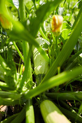 Obraz premium Fresh green zucchini growing among vibrant leaves and yellow flowers in a sunny garden, showcasing the beauty of organic farming and nature's bounty