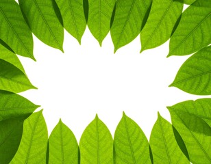 Bright green leaves forming a starburst border around white space