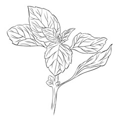 Monochrome botanical fragrant herb drawing of basil plant isolated on white background. Graphic hand drawn ink black and white vector. Good for cooking, spa, medicinal tea, and garden, beauty