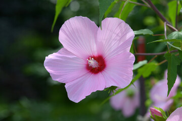 タイタンビカス　カシオペア