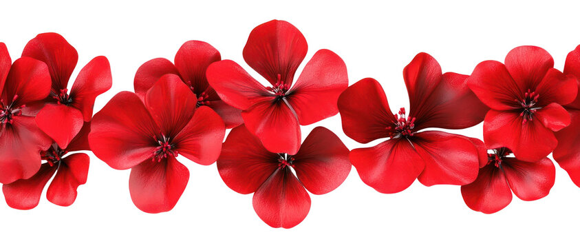 PNG Red flowers background petal white.