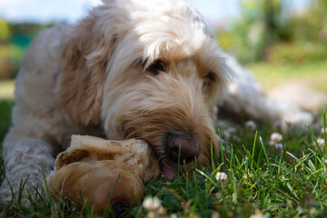 dog with bone