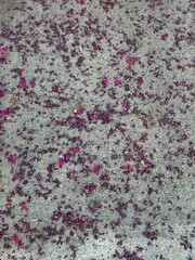 Pink Flowers on Cement Background