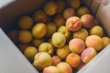 Fruit delivery bright fresh apricot in a box. Ripe Apricot is in a box. Closephoto fresh apricot fruits. High quality photo