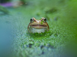Smiling frog in a garden pond