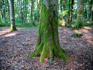 Mossy trunks of large beech trees. Season: summer.
