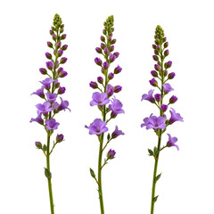 Obraz premium Elegant Purple Flowers on Stalks with Fresh Green Leaves for Nature