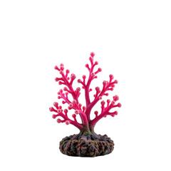 Pink Coral Reef Structure with Vibrant Branches and Textures