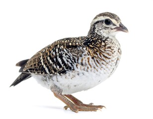 Side view of a small, speckled bird