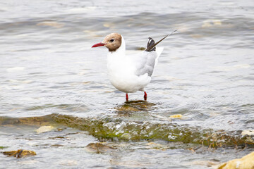 Möwe auf einem Stein im Meer