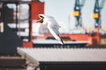 Möwe im Flug 