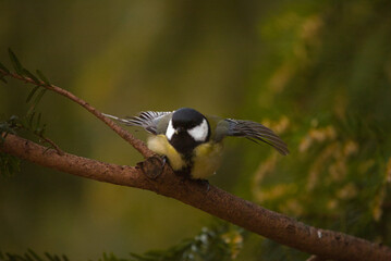 Great tit on branch
