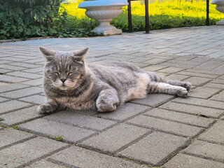 A grey tabby cat lies comfortably on a paved surface, eyes gently closed, suggesting relaxation and contentment. The peaceful setting is complemented by greenery in the background.
