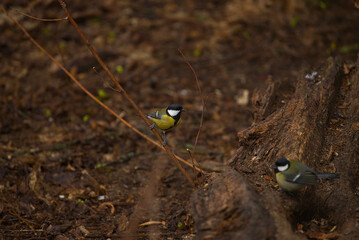 Great tit on branch