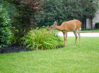 Deer nibbling on plants in residential subdivision