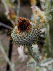  Milk Thistle (Silybum marianum) - Edinburgh, Scotland, United Kingdom