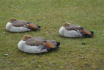 Three Egyptian  geese tucked their heads into their feathers and seating on the grass in a symmetrical way