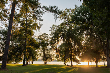 trees in the park at golden hour