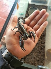Escorpión asiático domesticado