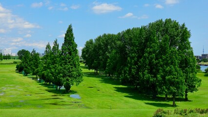針葉樹と広葉樹