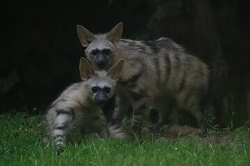 Aardwolf Maned Hyena