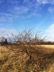 Kasimov town, Ryazan region, Russia- 23 November, 2019: autumn panorama lonely tree in a field against blue sky