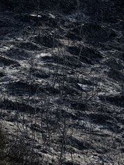 Forest fire and environmental disaster