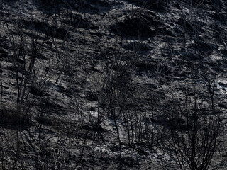 Forest fire and environmental disaster